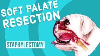 Soft Palate Resection in Dogs [upl. by Irrek]