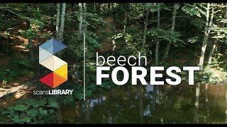 Beech Forest  RELEASE Trailer  ue5 unrealengine [upl. by Enttirb180]