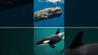 THE KILLER OF KILLER WHALES animals whale killerwhales [upl. by Filomena]