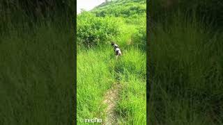 pointer dog hunting viralshort subscribe video [upl. by Lombardi]