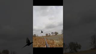 Amazing shot pheasant hunting birddog birds [upl. by Sakhuja]