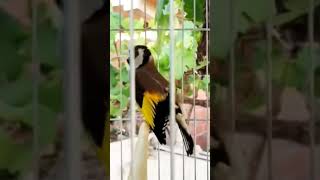 طائر الحسونGoldfinch Chardonneret Jilguero Pintassilgo Saka kuşu Cardellino saka kanarienv [upl. by Yesor]