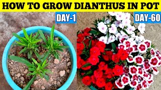 How To Grow Dianthus In Pot At Home  Dianthus  Sweet William  Dianthus Potting Mix  Gardening 4u [upl. by Nylia]