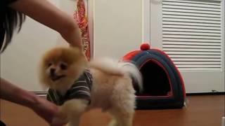 Best of Boo the Dog the Cutest Dog in the World [upl. by Gelasias]