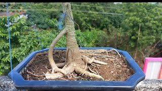 How to defoliate banyan tree bonsaibonsaitree banyantree bonsai [upl. by Assilaj329]