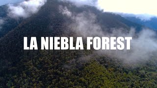 LA NIEBLA FOREST HD [upl. by Leahcimdivad587]