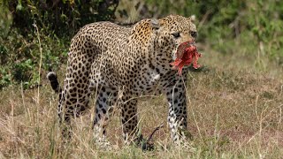 Tragic Moment Unlucky Leopard Faces All Kinds of Dilemmas [upl. by Urson]