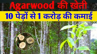 Agarwood की खेती की पूरी जानकारी Agarwood farming in India agarwood ki kheti kaise karen [upl. by Jacobsen]