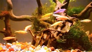 Zebrafish Care  Zebra Danio Aquarium Setup amp Care Guide [upl. by Newberry649]