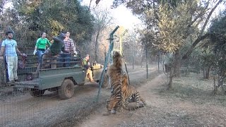 Tigers jumping for food [upl. by Pall]