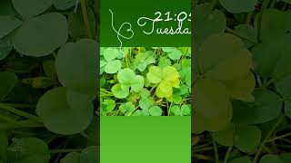 Four and FiveLeaf Clover Clover Collection220716 L4L5b [upl. by Callista]