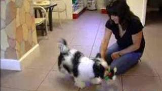 How to House Train a Puppy  Tips for Housebreaking Puppies [upl. by Danae787]