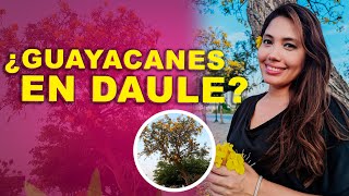 Mi primer video  ¿Guayacanes en Daule [upl. by Aissert]