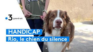 Moselle  le chien Rio a changé la vie dAxel malentendant [upl. by Raseta]