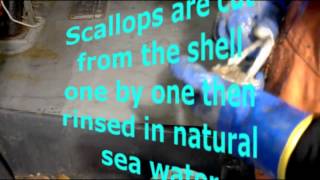 Sea Scallops what are they where do they come from [upl. by Eirased980]