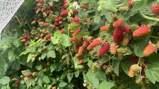 LoganberryAmazing yieldPreHarvest ReviewSE3Project Food Garden [upl. by Weikert]