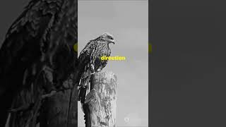 Gyrfalcon the epic hunter facts wildlifeinfo birds falcon Gyrfalcon tactics strategy fastest [upl. by Ymassej]