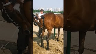 Everyday life of our Stallion and Beautiful Horses Greenscreen [upl. by Attiuqihc]