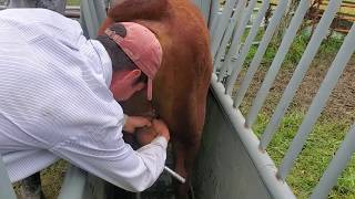 Banding our bulls with Callicrate bander tool [upl. by Mohamed414]