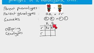 A2 Biology  monohybrid inheritance [upl. by Rubens]