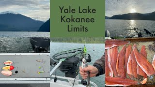 Kokanee on Yale Lake quick limits and fun times kokanee fishing trolling [upl. by Had]