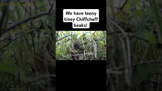 Chiffchaff Chicks In The Nest nestingbird birds nesting nest birdnest babybird [upl. by Lien]