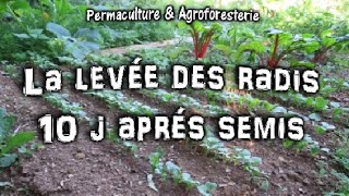 RADIS AU JARDIN POTAGER EN PERMACULTURE SUITE SEMIS RETOURS LEVÉE RÉUSSIR LA CULTURE [upl. by Einnek387]