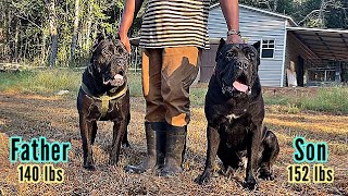 Introducing our Grand Champion Cane Corso and his Son to our New Titan Village [upl. by Omarr]