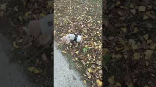 youtubeshorts morkie smalldog [upl. by Pleasant]