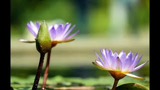 Wisdom From The Lotus Flower  Aporphine Alkaloids [upl. by Jemma]