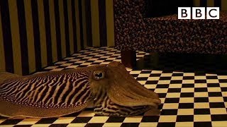 Can Cuttlefish camouflage in a living room  Richard Hammonds Miracles of Nature  BBC [upl. by Eciruam371]