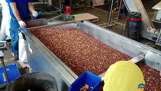 EKO 500 Hazelnut roasting machine [upl. by Ahsropal]