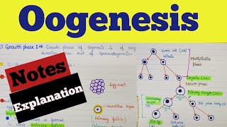 What is oogenesis  Oogenesis class 12  Oogenesis notes  Oogenesis process  Human reproduction [upl. by Suckram]