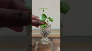 How to take care of Hydrocotyle vulgaris or pennywort waterplant🍀💦💧waterplant planting glasscup🪴 [upl. by Kovacs]