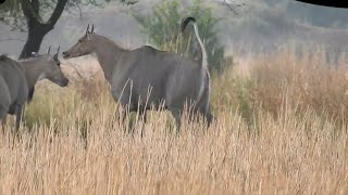 35 Nilgai try to hunt other blue bull [upl. by Rebmac]