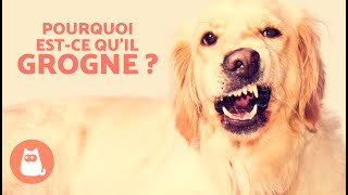 Mon CHIEN GROGNE quand je le CARESSE 🐶⚠️🖐🏻 6 causes et que faire [upl. by Noswad]