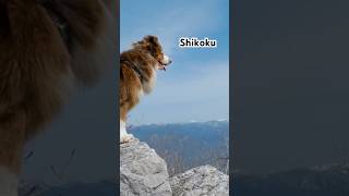 Shikoku Dog Breed shorts animals [upl. by Attenna786]