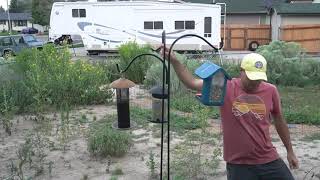 Bird Feeder Timelapse [upl. by Marjana]