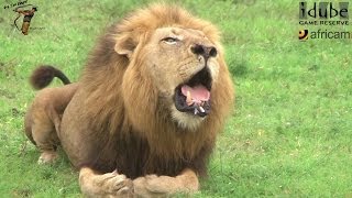 Powerful African Lion Roaring [upl. by Lamrej569]