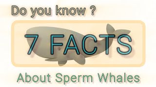 7 FACTS about Sperm Whales [upl. by Anesor]