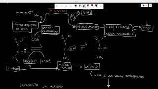 Lattato\acido lattico BIOCHIMICA [upl. by Derick]