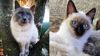 BALINESE CATS 2021 [upl. by Dogs129]