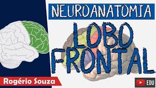 LOBO FRONTAL Aula Nova  Neuroanatomia funcional com Rogério Souza  Telencéfalo  Córtex Cerebral [upl. by Lede]