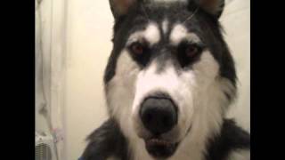 Husky head movement and also tail [upl. by Marcia]