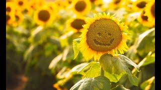 Sunflowers at Grinter Farms in Lawrence Kansas [upl. by Nirej]