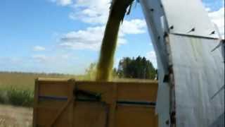 Chopping Samco corn silage in earlton northern ontario 2012 [upl. by Mikol]