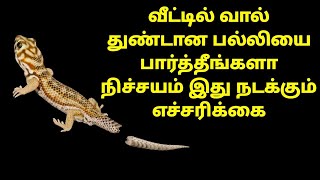 வீட்டில் வால் துண்டான பல்லியை பார்த்தீங்களா  நிச்சயம் இது நடக்கும்  எச்சரிக்கை  pallivilumpalan [upl. by Fredra]