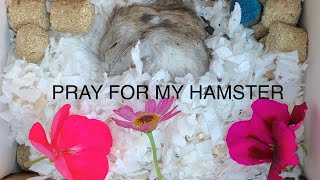 Try Not to Cry Watching This  My Pet Hamster Died [upl. by Lapo145]