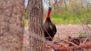 Wisconsin Spring Turkey Hunt [upl. by Agathe]