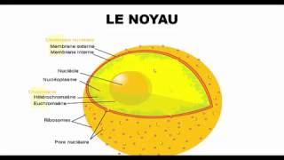 جديد ما يجب معرفته عن النواة  Le noyau [upl. by Naivatco]